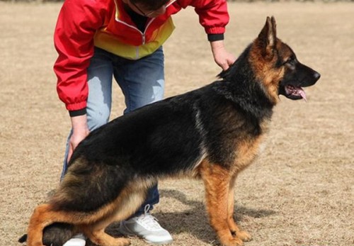 新聞：德州德牧羊犬價格