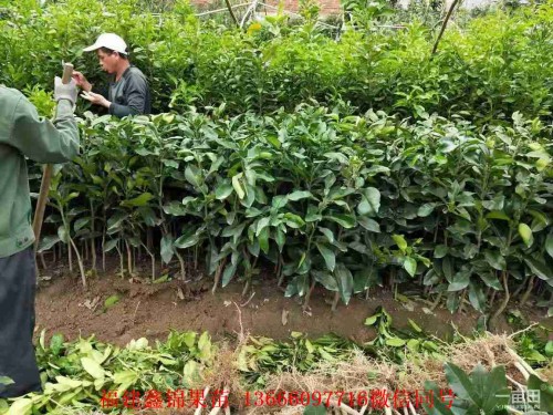 新聞：肇慶琯溪紅肉蜜柚苗基地