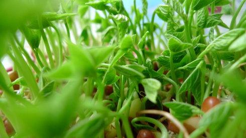 涼城芽苗菜種植技術(shù)-