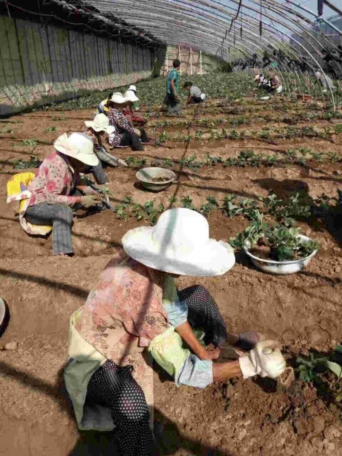 四川紅顏草莓大棚畝產量是多少