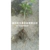 新聞:供應(yīng)五葉木通苗_五葉木通種苗價格行情(推薦閱讀)_批發(fā)